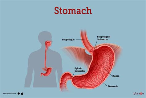 stomach